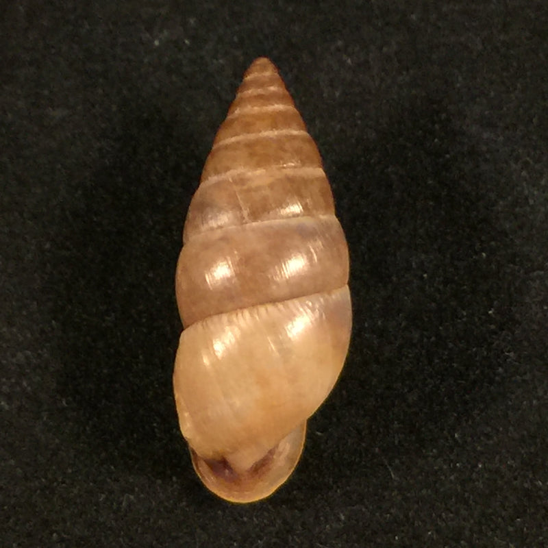 Cyclodontina sectilabris (Pfeiffer, 1850) - 23mm