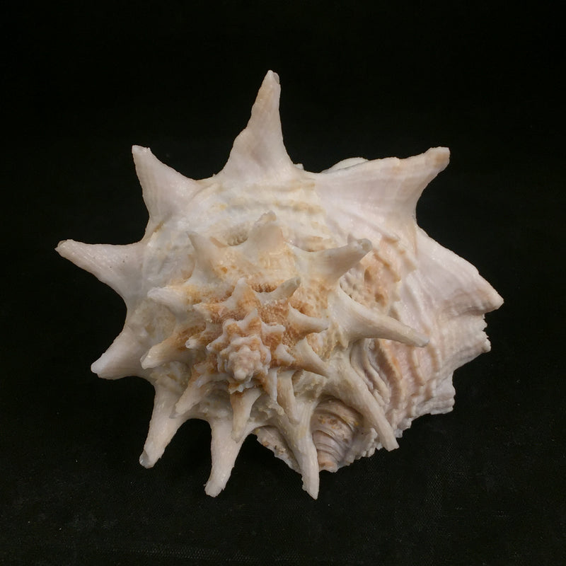 Vasum cassiforme (Kiener, 1840) - 110,7mm