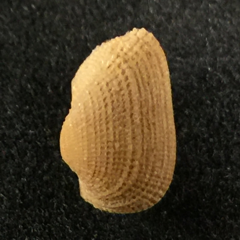 Arcopsis adamsi (Dall, 1886) - 8,3mm
