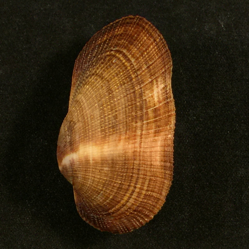 Barbatia cancellaria (Lamarck, 1819) - 43,6mm