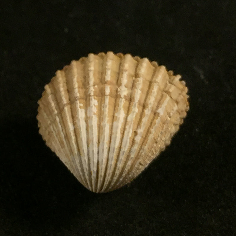 Cardiocardita lacunosa (Reeve, 1843) - 14,8mm