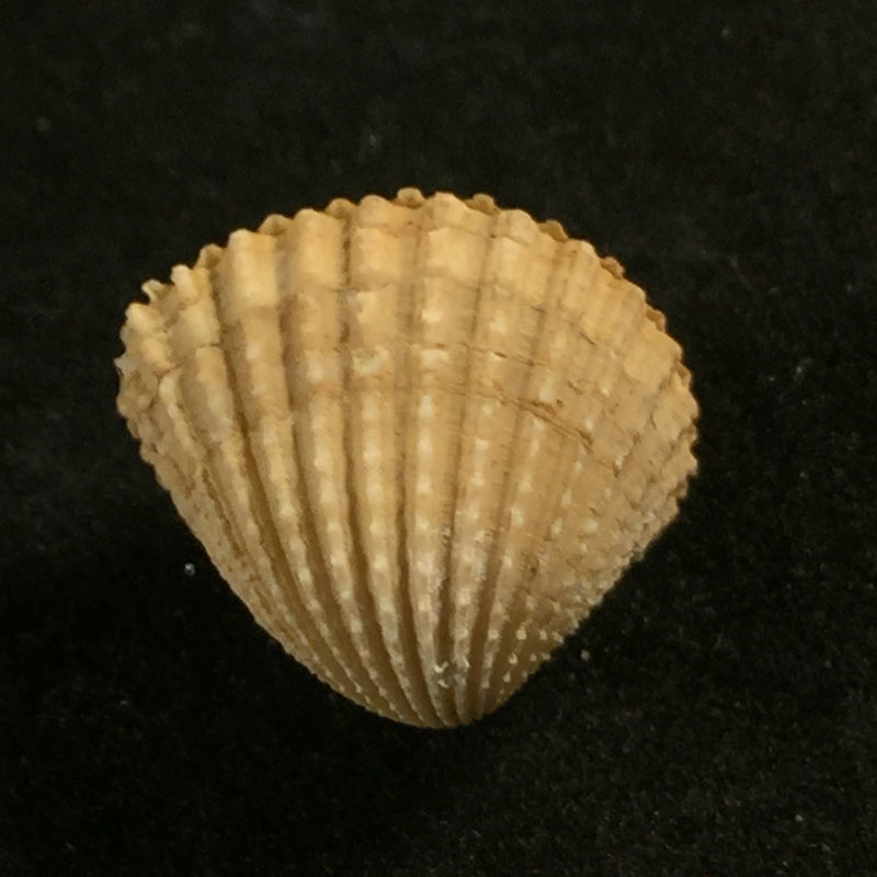 Cardiocardita lacunosa (Reeve, 1843) - 14,8mm