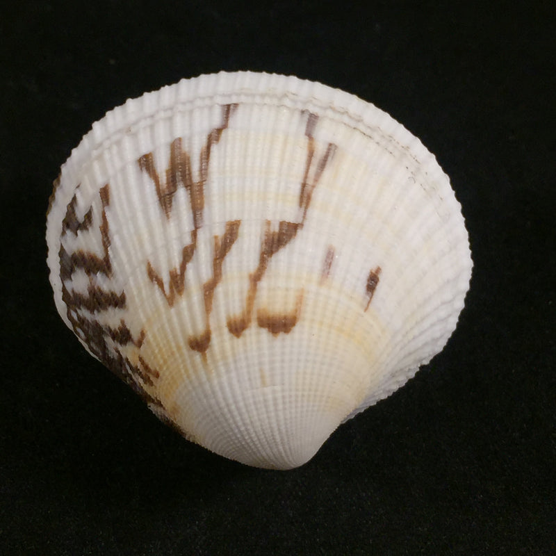 Leukoma pectorina (Lamarck, 1818) - 41mm