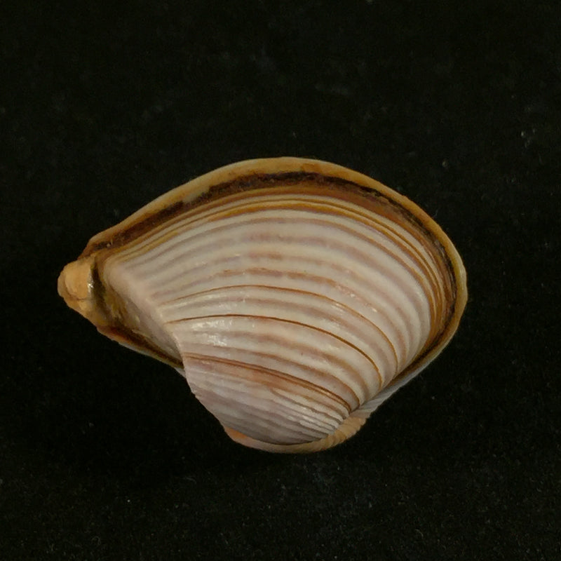 Corbula sulcata Lamarck, 1801 - 24,8mm