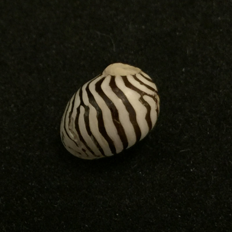 Puperita pupa (Linnaeus, 1758)  - 10,3mm