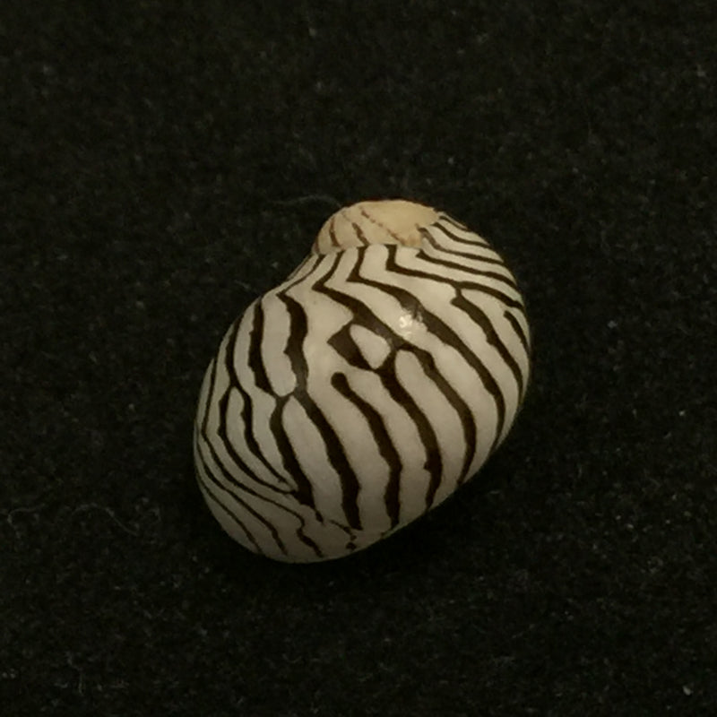 Puperita pupa (Linnaeus, 1758)  - 10,2mm