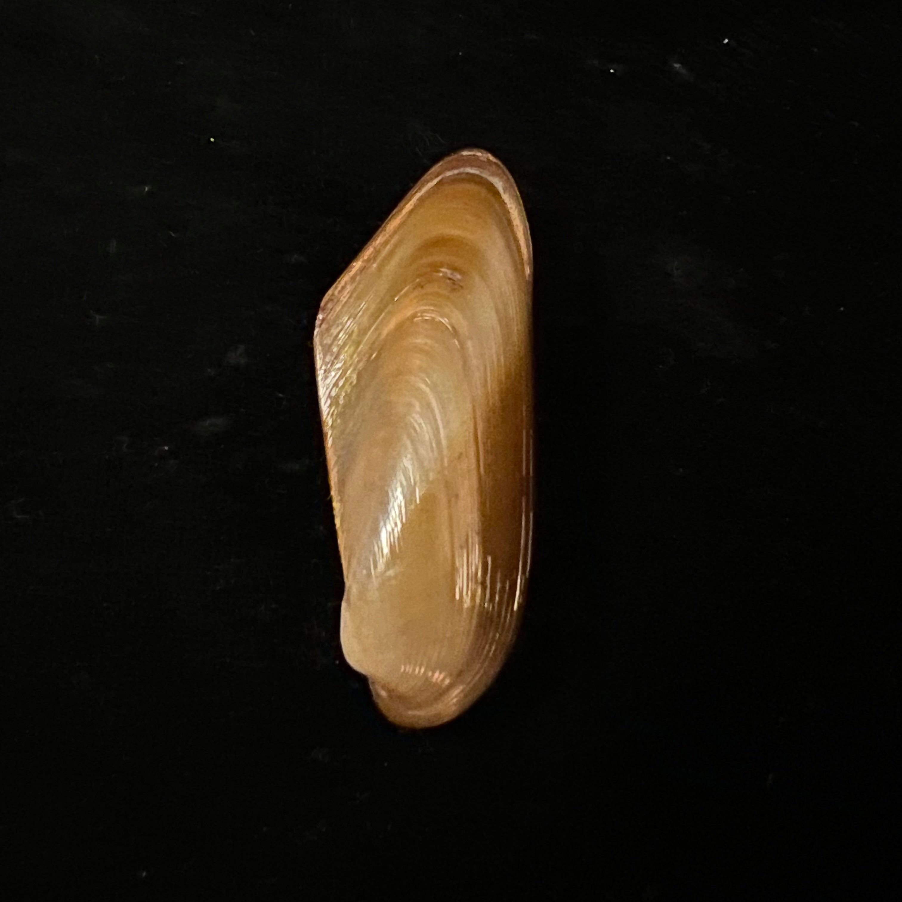 Modiolus sp - 41,3mm