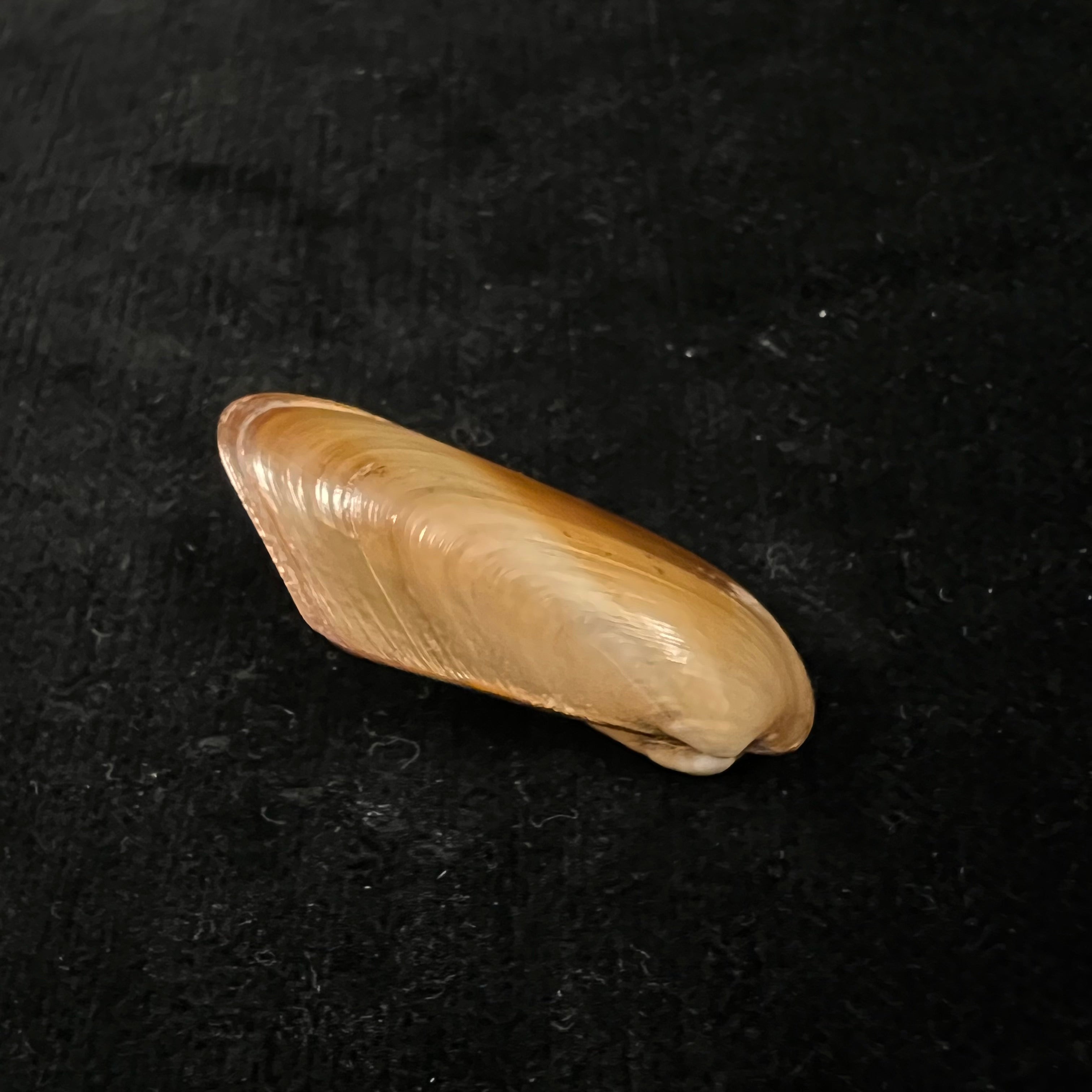 Modiolus sp - 41,3mm