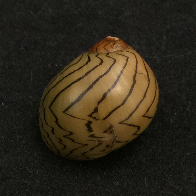 Vitta zebra (Bruguière, 1792) - 20,4mm