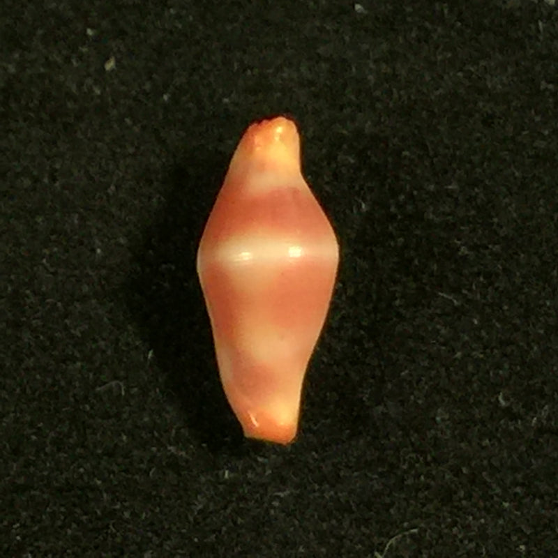 Crenavolva striatula (G. B. Sowerby I, 1828) - 9,9mm