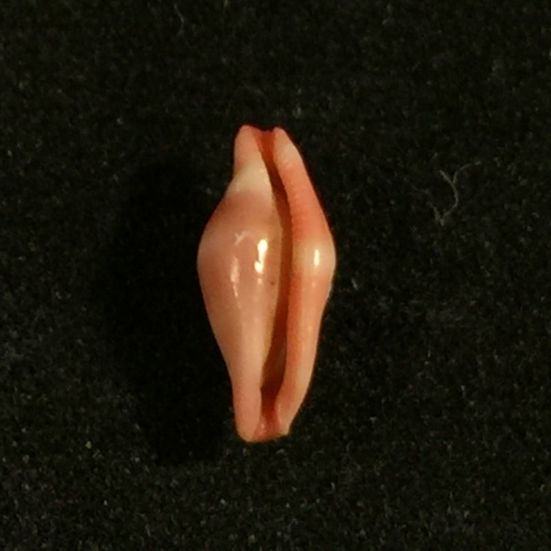 Crenavolva striatula (G. B. Sowerby I, 1828) - 9,9mm