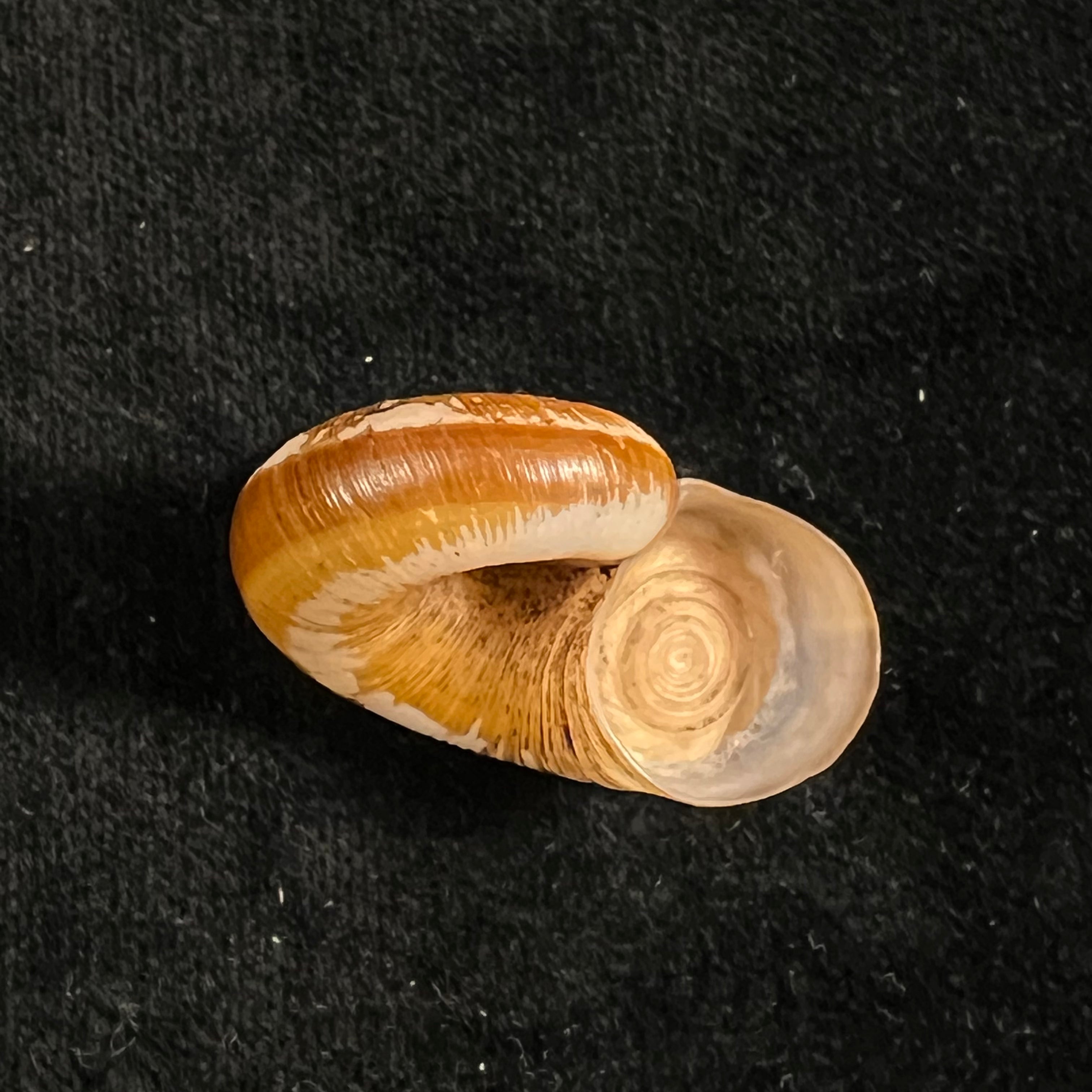 Aperostoma fischeri (伊达尔戈, 1867) - 30,9mm