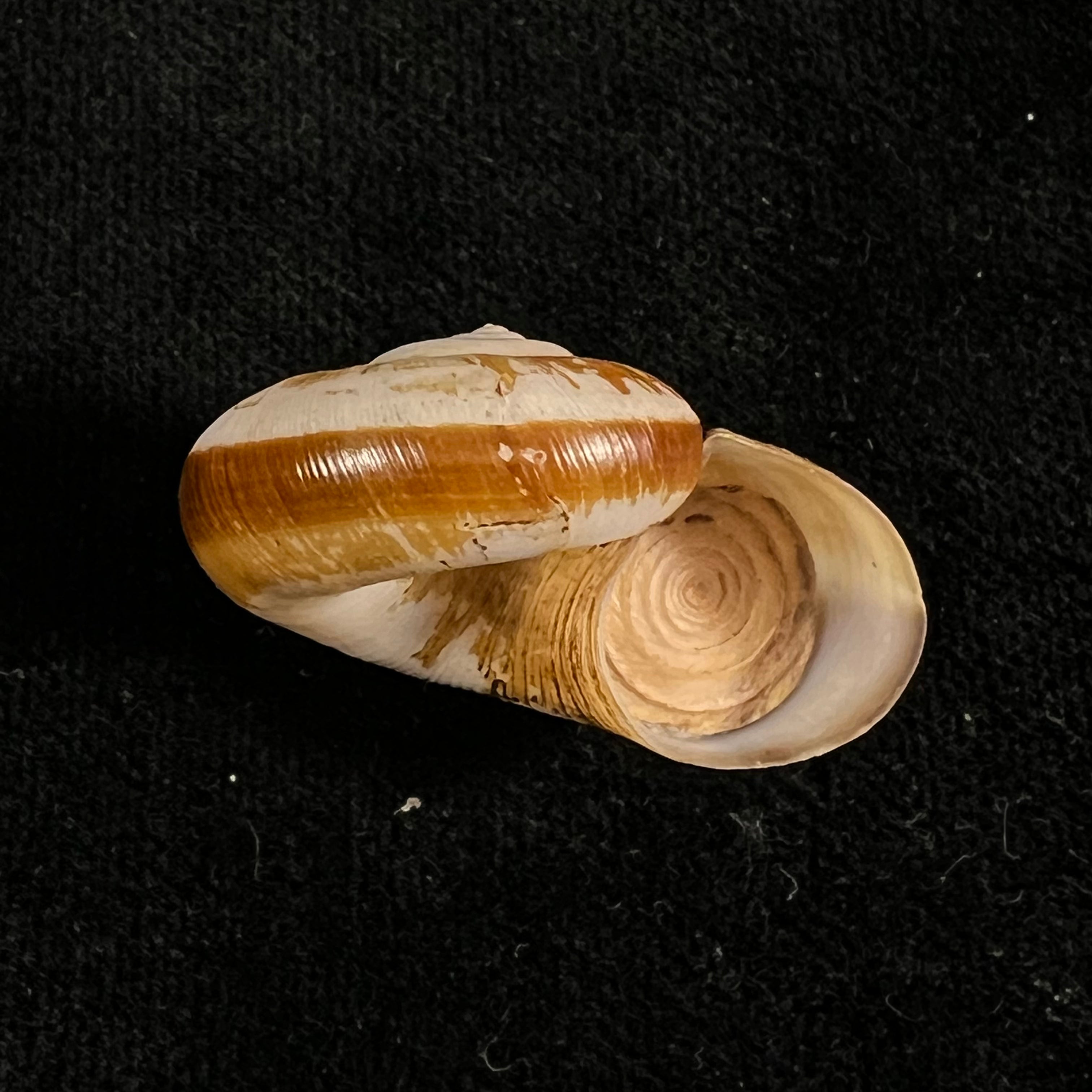 Aperostoma fischeri (伊达尔戈, 1867) - 30,7mm