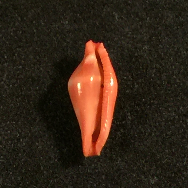 Crenavolva striatula (G. B. Sowerby I, 1828) - 11,1mm