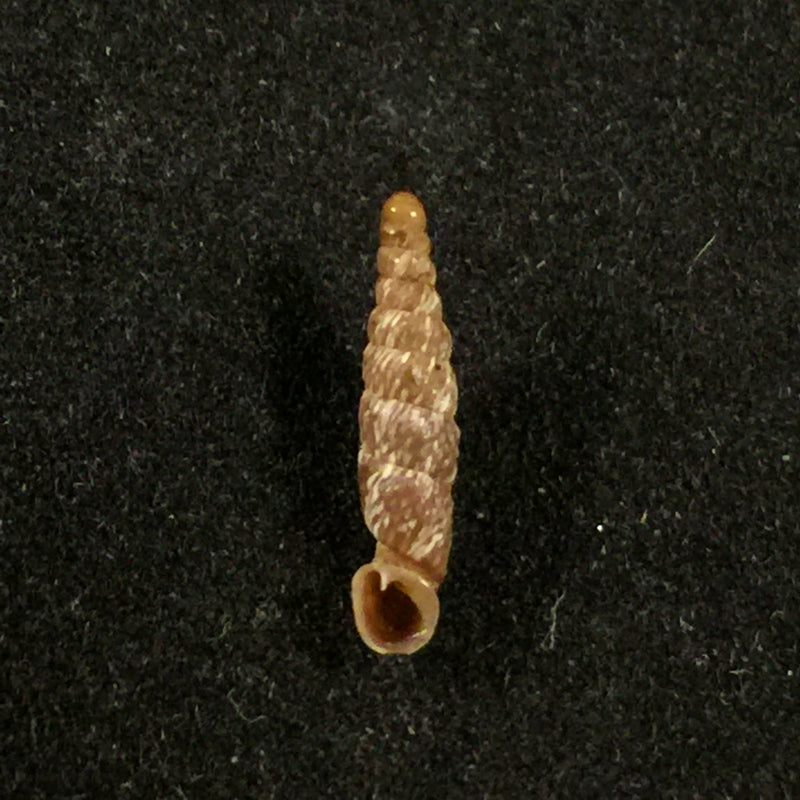 Incaglaia olssoni (Pilsbry, 1949) - 12,1mm