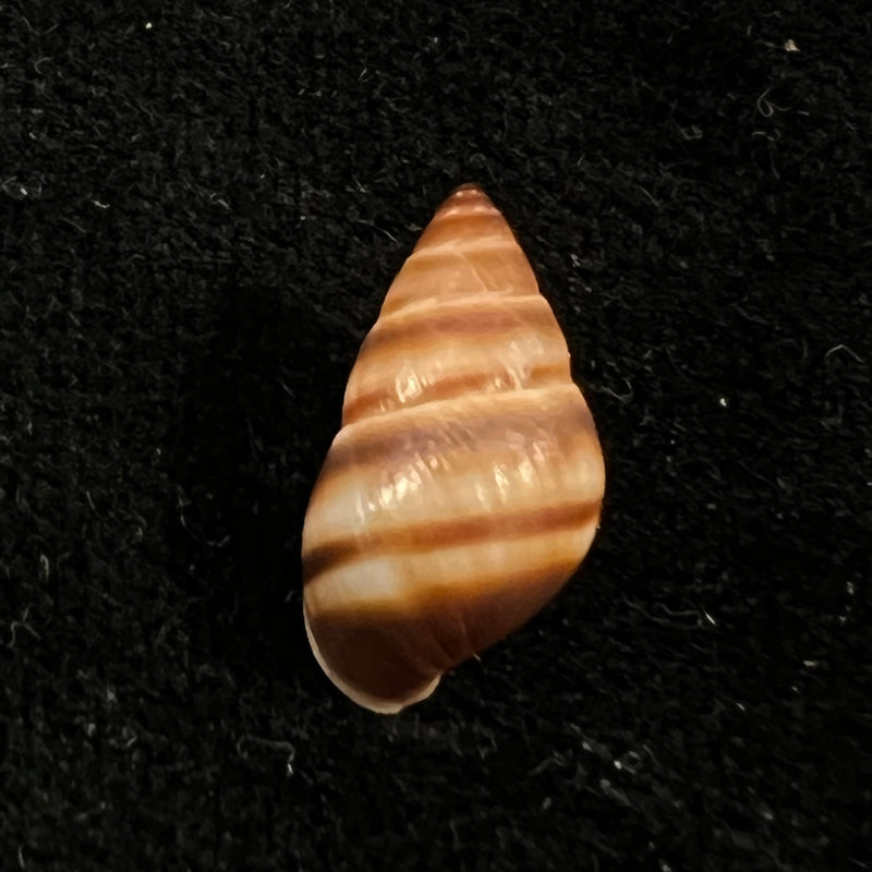 Bulimulus guadalupensis (Bruguière, 1789) - 16,1mm