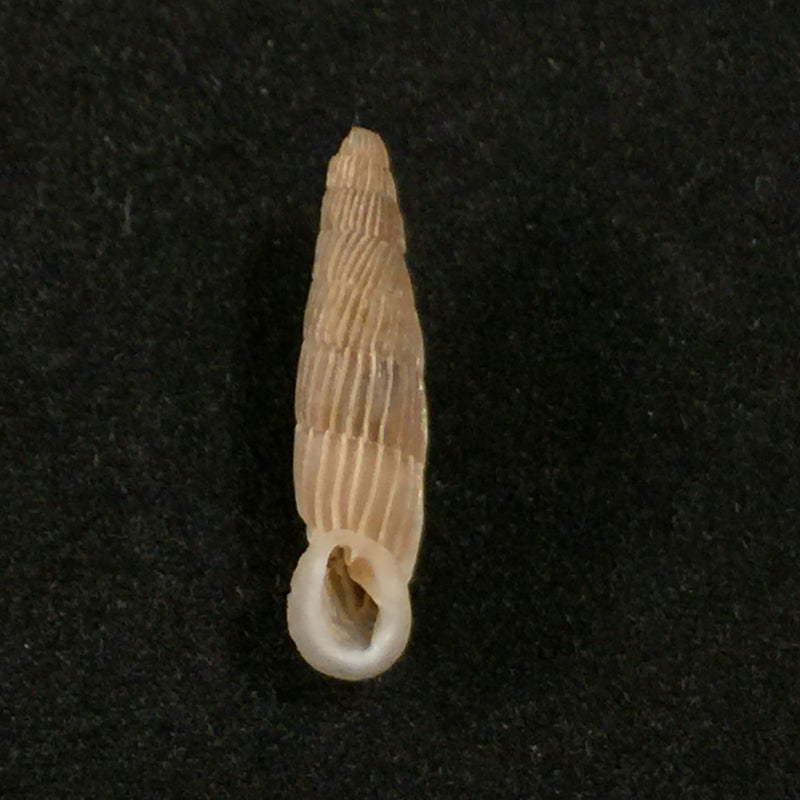 Charpenteria (siciliaria) crassicostata,(L. Pfeiffer, 1856) - 21mm