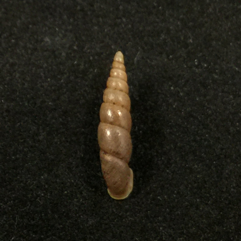 Euphaedusa sheridani (Pfeiffer, 1865) - 14,7mm