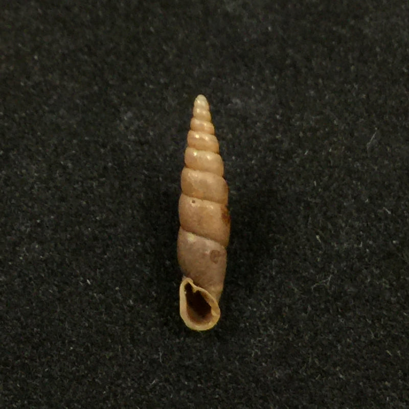Euphaedusa sheridani (Pfeiffer, 1865) - 14,7mm