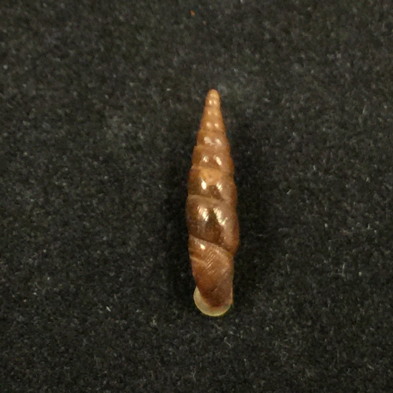 Euphaedusa sheridani (Pfeiffer, 1865) - 14,4mm