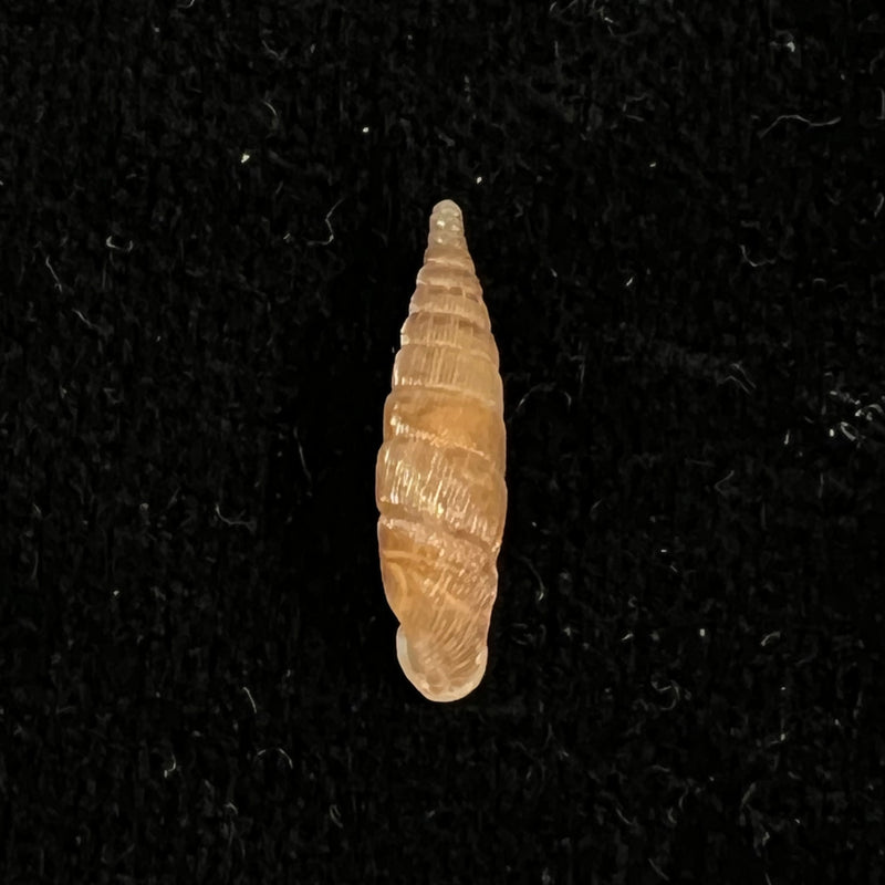 Alinda (Alinda) biplicata (Montagu, 1803) - 16,1mm
