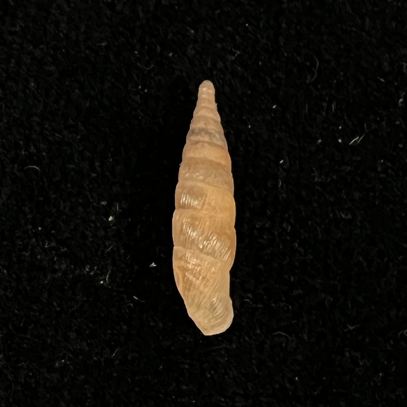 Alinda (Alinda) biplicata (Montagu, 1803) - 16,5mm