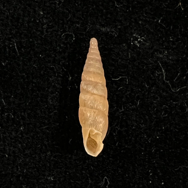 Alinda (Alinda) biplicata (Montagu, 1803) - 16,5mm