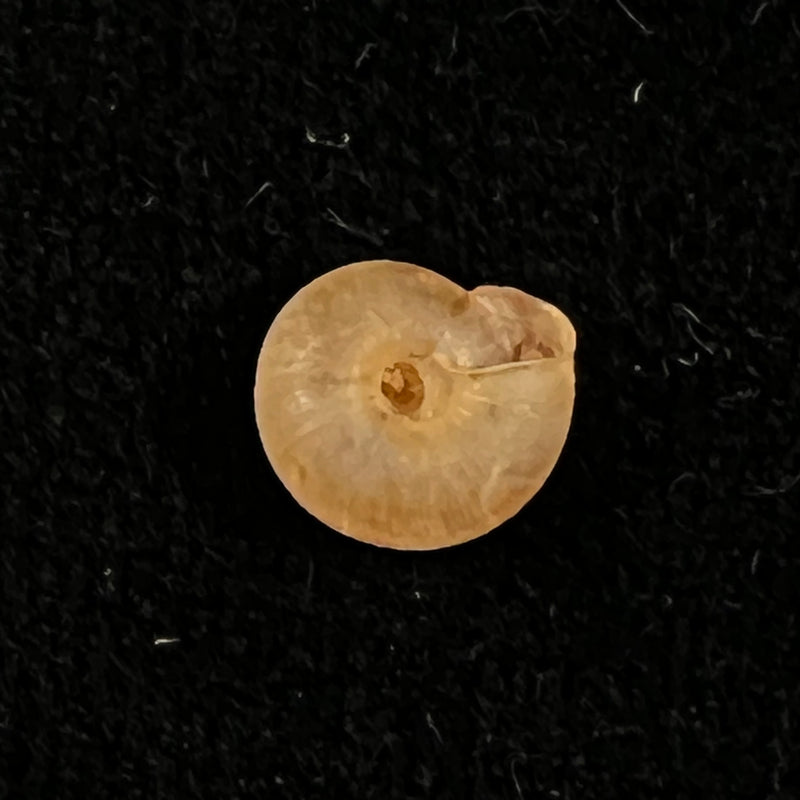 Caracollina lenticula (Michaud, 1831) - 7mm