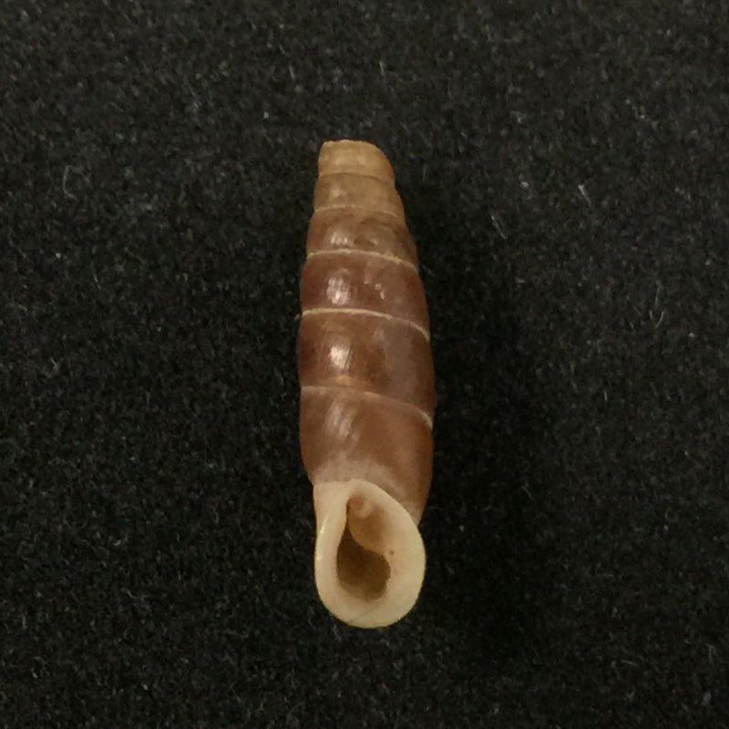 Isabellaria praecipua seviana H. Nordsieck, 1972 - 14,5mm