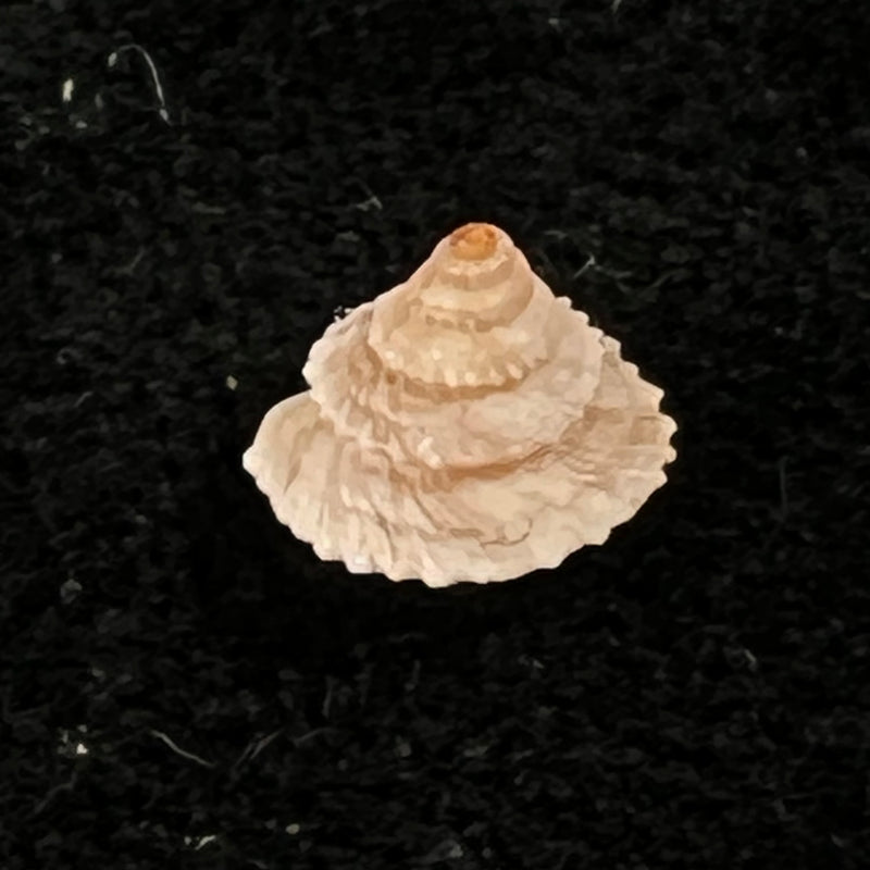 Obelus pumilio (Dillwyn, 1817) - 7,3mm