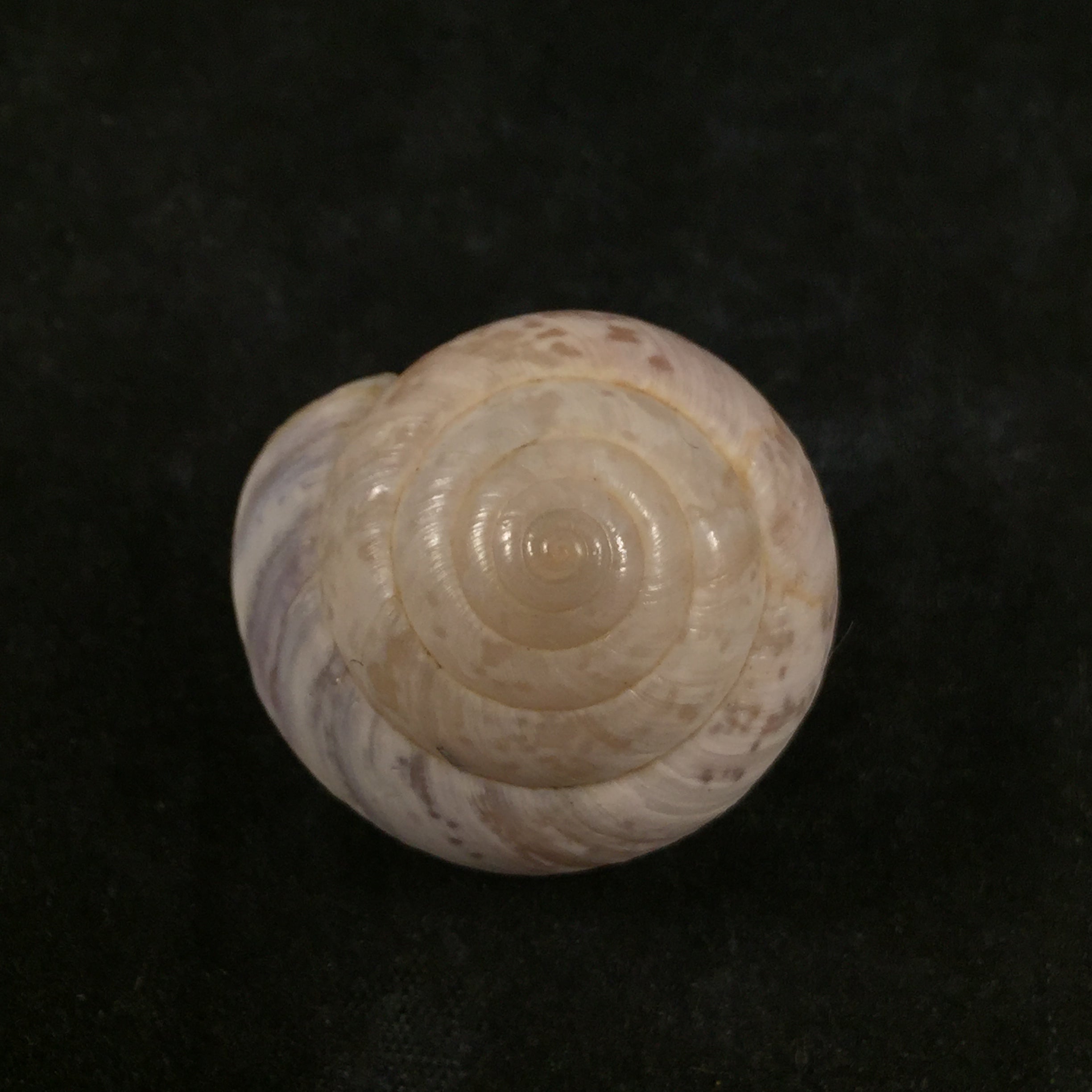 Kalidos chastellii (A. Férussac, 1832) - 28,6mm