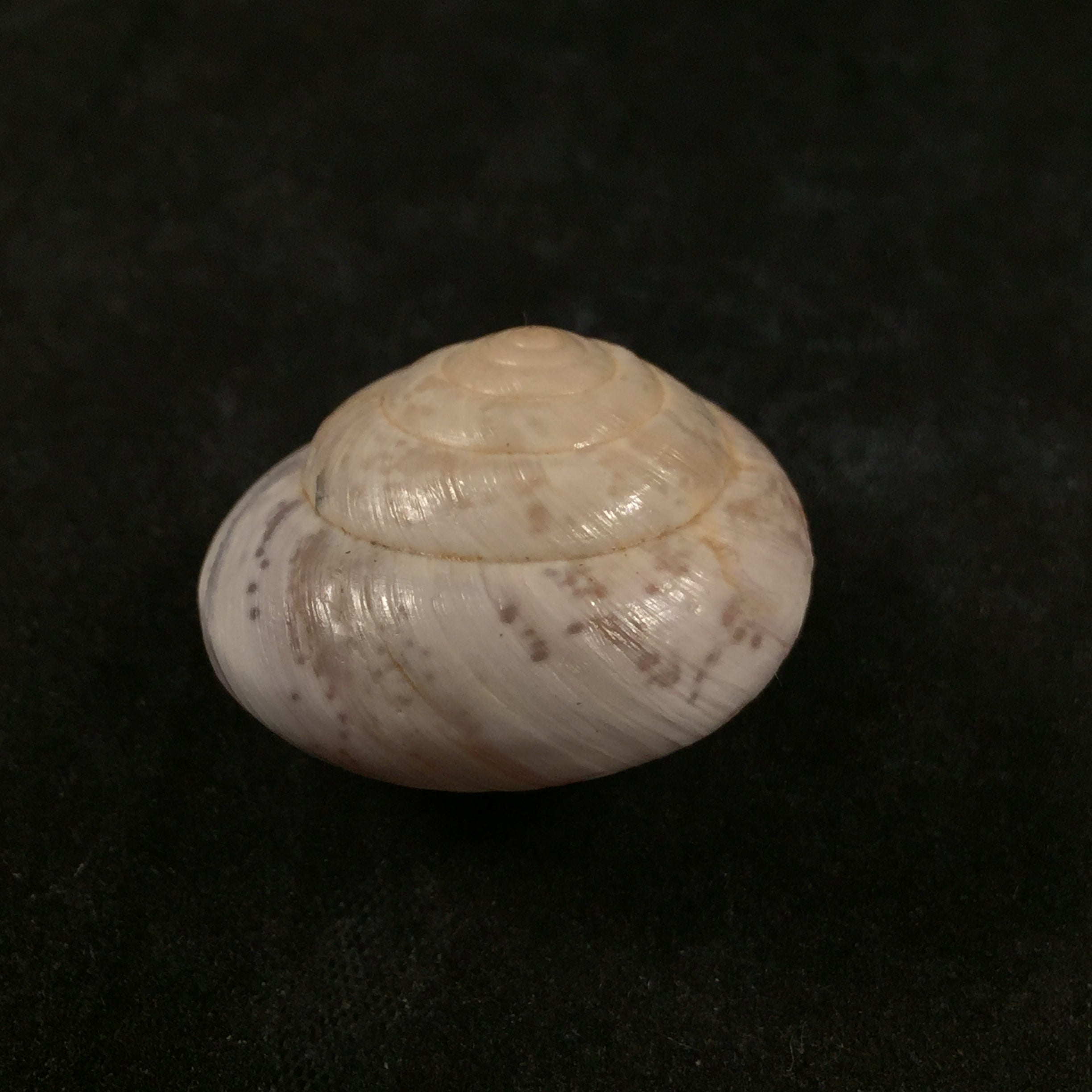 Kalidos chastellii (A. Férussac, 1832) - 28,6mm