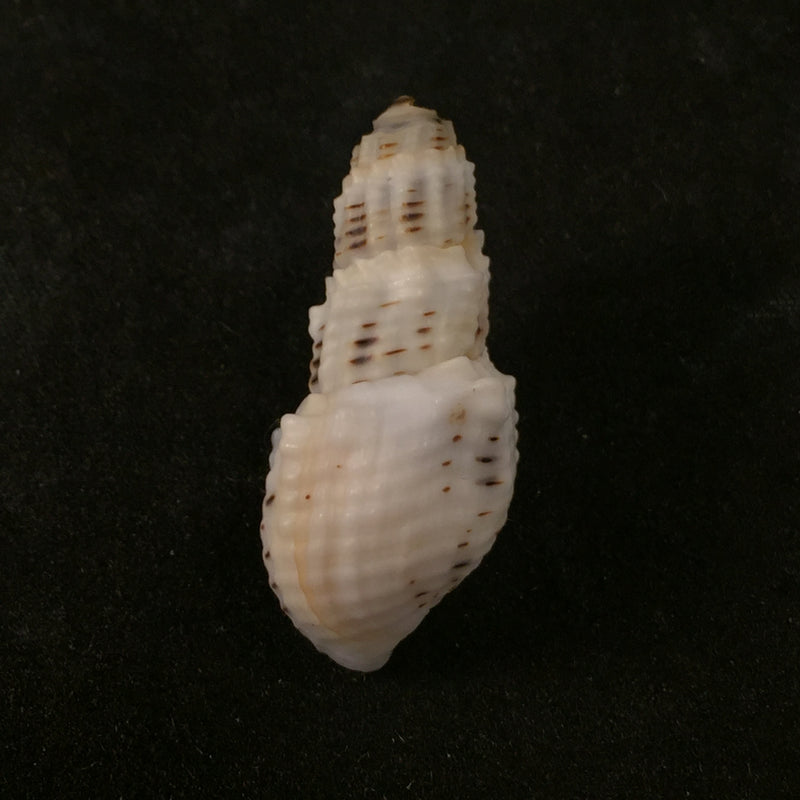 Aylacostoma tuberculata Wagner, 1827 - 34,2mm