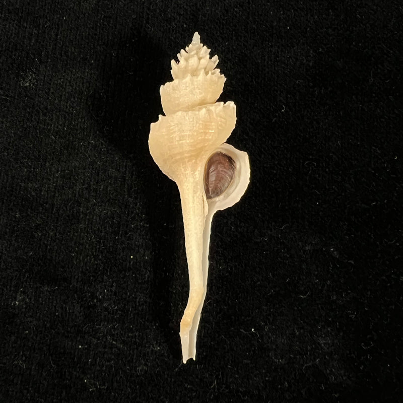 Coronium elegans Simone, 1996 - 66,7mm