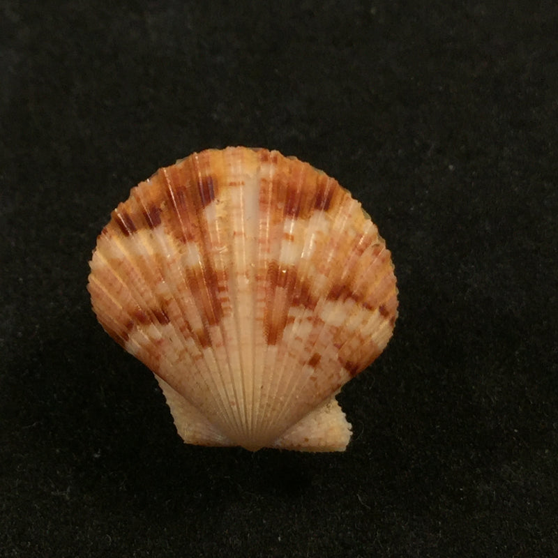 Aequipecten commutatus (Monterosato, 1875) - 19,4mm