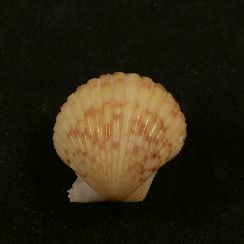 Aequipecten commutatus (Monterosato, 1875) - 19,4mm