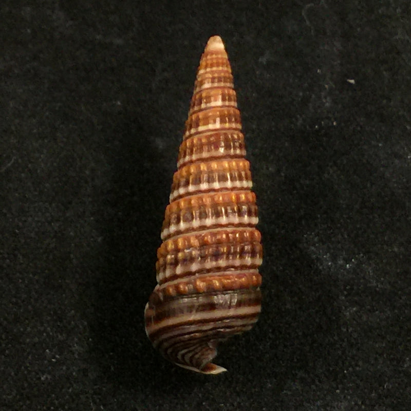 Pirenella cingulata (Gmelin, 1791)