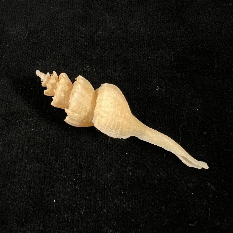 Coronium elegans Simone, 1996 - 55,8mm