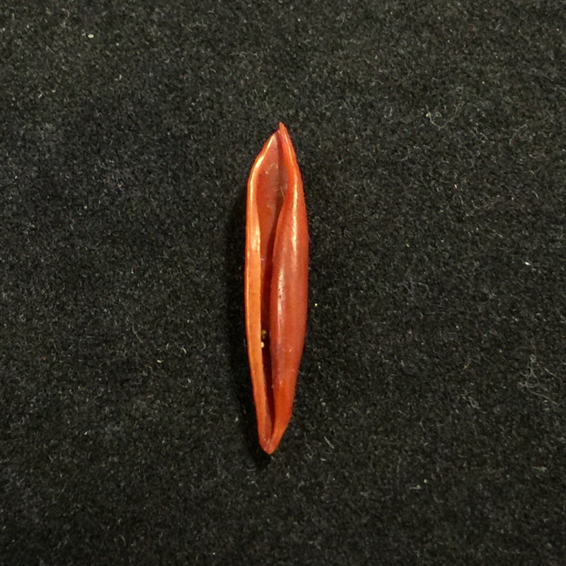 Aclyvolva lanceolata (G. B. Sowerby II, 1849) - 19,2mm