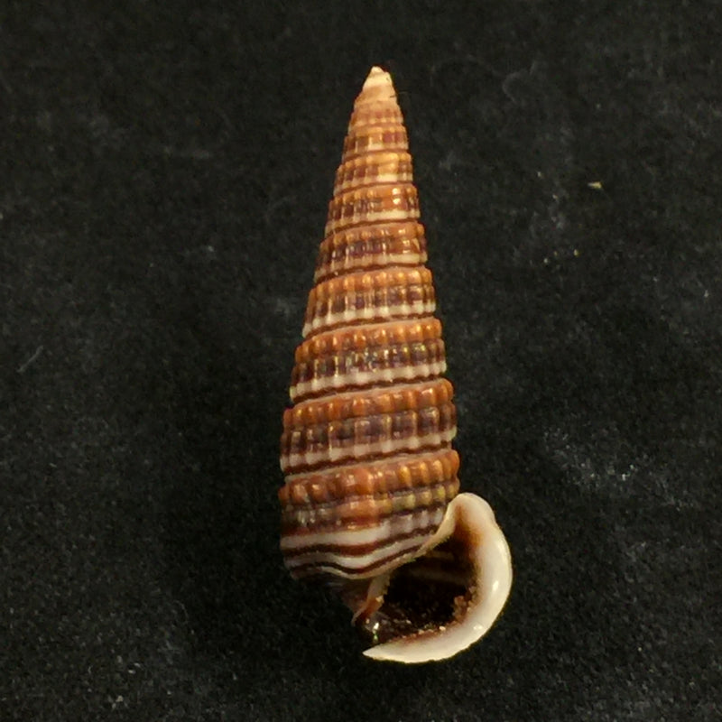 Pirenella cingulata (Gmelin, 1791)