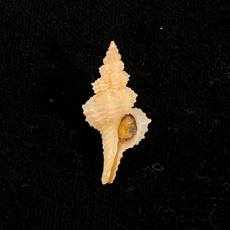 Pseudofusus rostratus (Olivi, 1792) - 26,8mm
