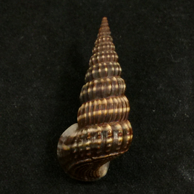 Cerithidea montagnei (d'Orbigny, 1839) - 34,5mm