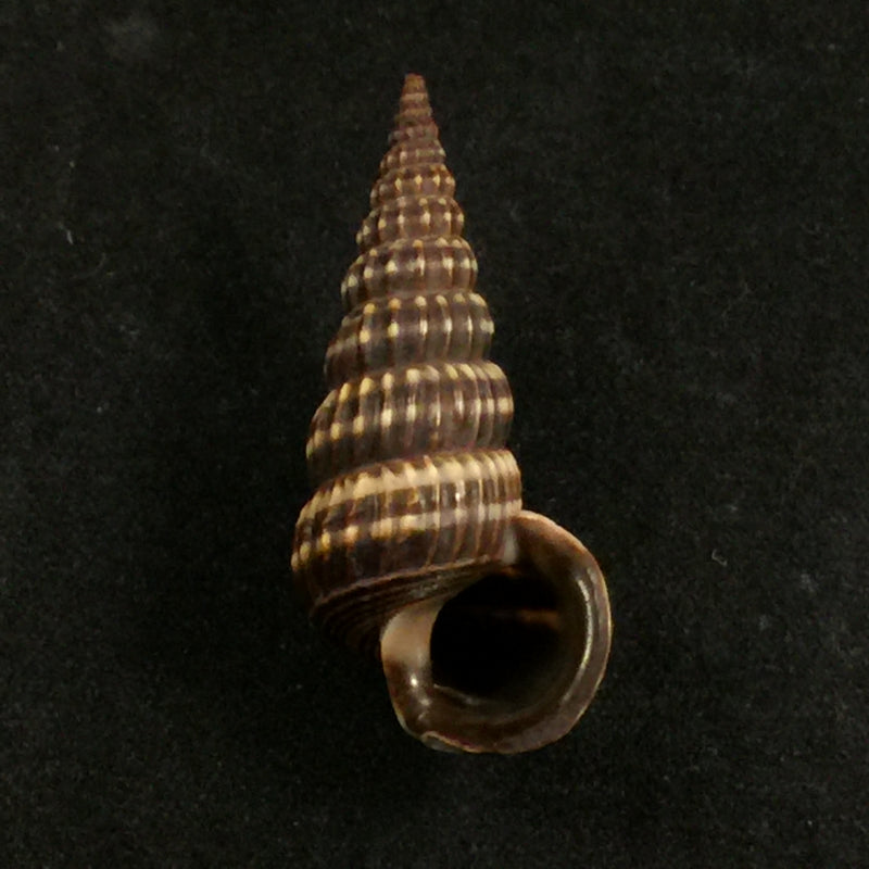 Cerithidea montagnei (d'Orbigny, 1839) - 34,5mm