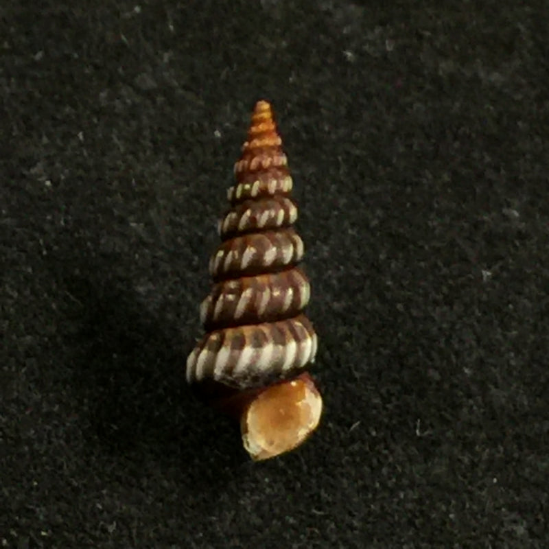 Cerithidea costata (da Costa, 1778) - 12,5mm