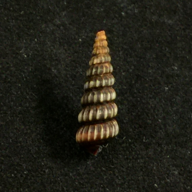 Cerithidea costata (da Costa, 1778) - 13,5mm