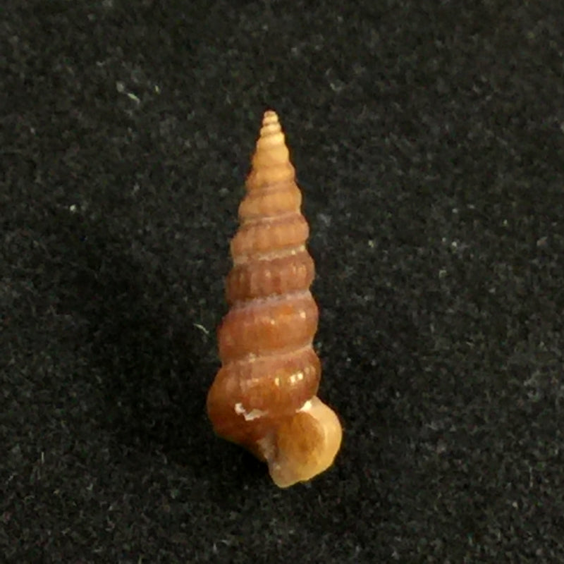 Cerithidea turrita (Stearns, 1873) - 11,3mm