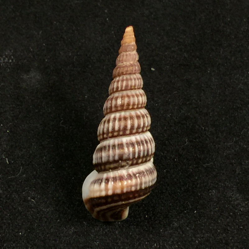 Cerithidea scalariformis (Say, 1825) - 25,1mm