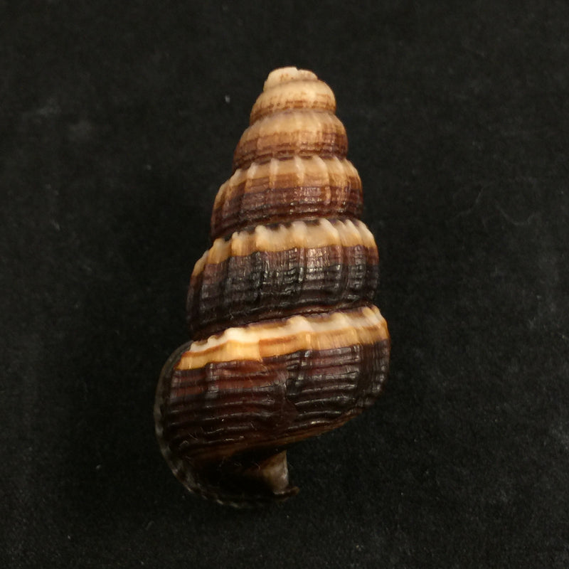 Cerithidea obtusa (Lamarck, 1822) - 43,4mm