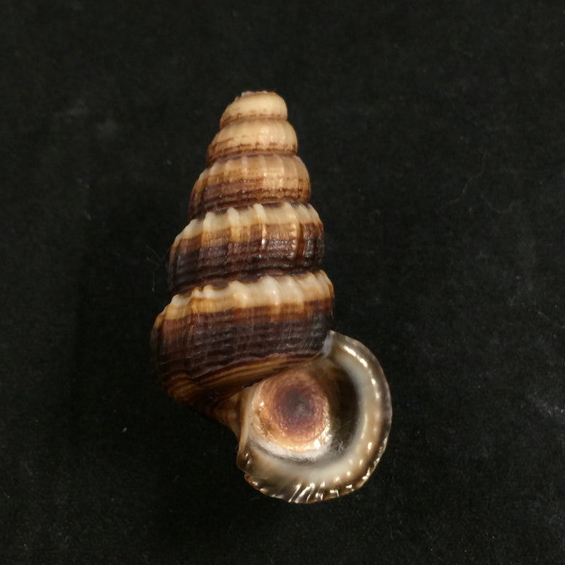 Cerithidea obtusa (Lamarck, 1822) - 43,4mm