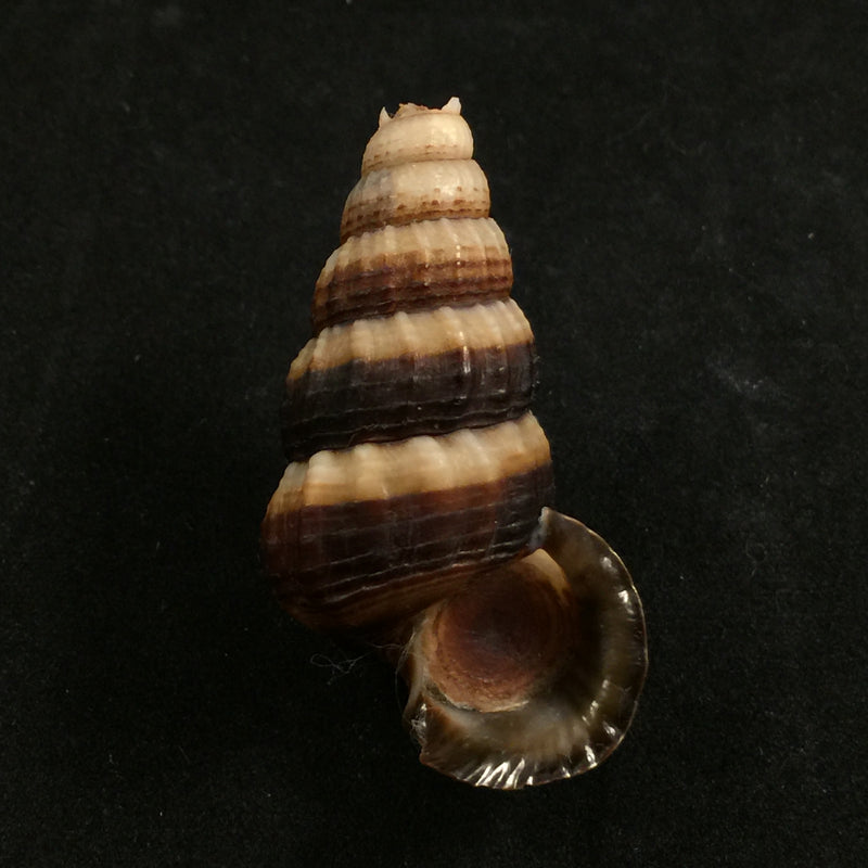 Cerithidea obtusa (Lamarck, 1822) - 45,4mm